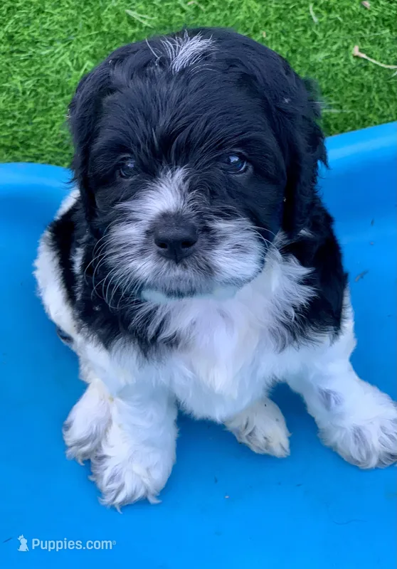 Standard Cockapoo  – Cockapoo puppy for sale in Tampa, FL