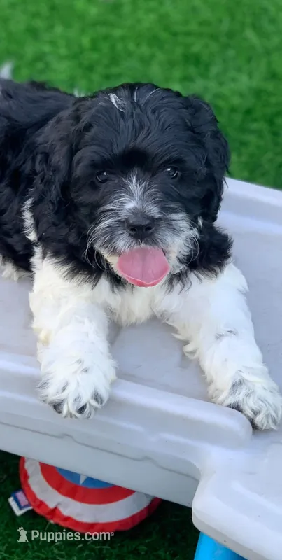Standard Cockapoo  – Cockapoo puppy for sale in Tampa, FL