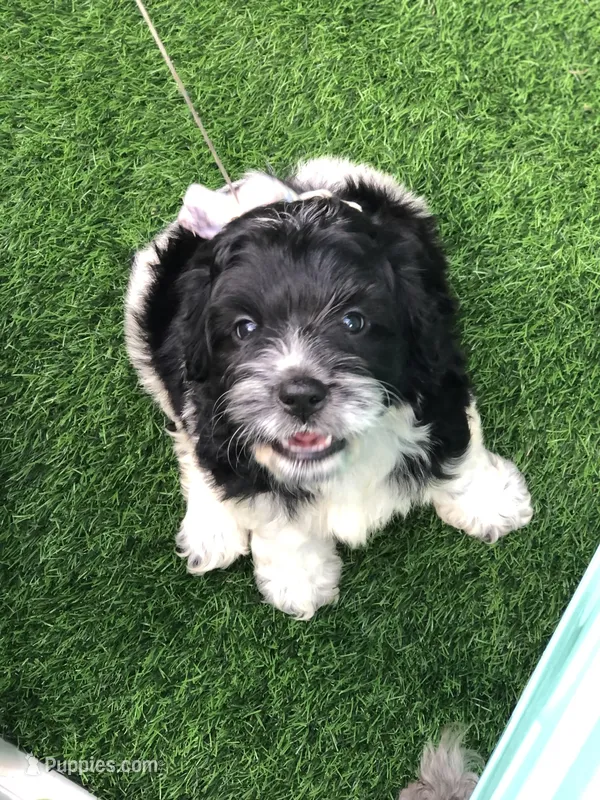 Standard Cockapoo  – Cockapoo puppy for sale in Tampa, FL