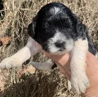 Standard Cockapoo , a female Cockapoo for sale in Tampa, FL – Photo 2 of 10