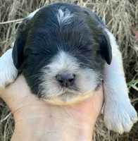 Standard Cockapoo , a female Cockapoo for sale in Tampa, FL – Photo 10 of 10