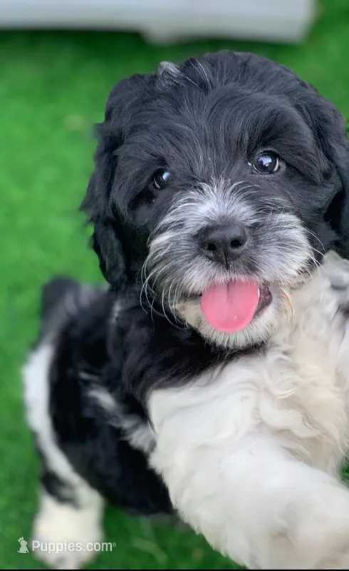 Standard Cockapoo  – Cockapoo puppy for sale in Tampa, FL
