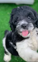 Standard Cockapoo , a female Cockapoo for sale in Tampa, FL – 1 of 9