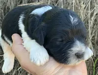 Standard Cockapoo , a female Cockapoo for sale in Tampa, FL – Photo 8 of 10