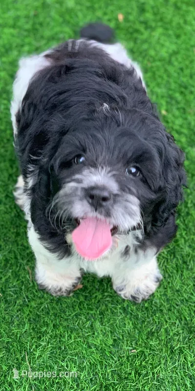 Standard Cockapoo  – Cockapoo puppy for sale in Tampa, FL