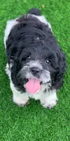 Standard Cockapoo , a female Cockapoo for sale in Tampa, FL – 2 of 9