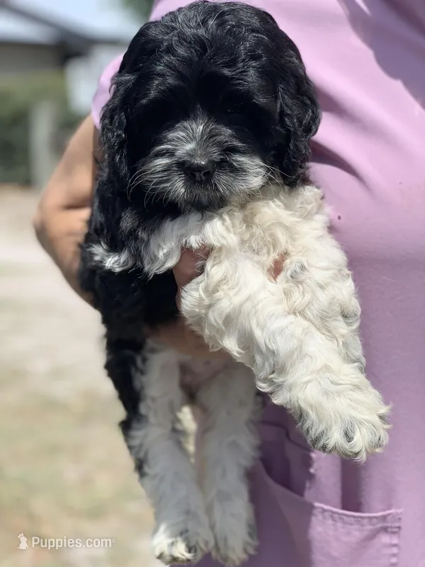 Standard Cockapoo  – Cockapoo puppy for sale in Tampa, FL