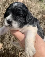 Standard Cockapoo , a female Cockapoo for sale in Tampa, FL – Photo 4 of 10