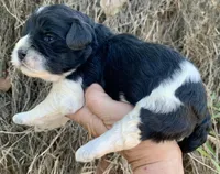 Standard Cockapoo , a female Cockapoo for sale in Tampa, FL – Photo 5 of 10
