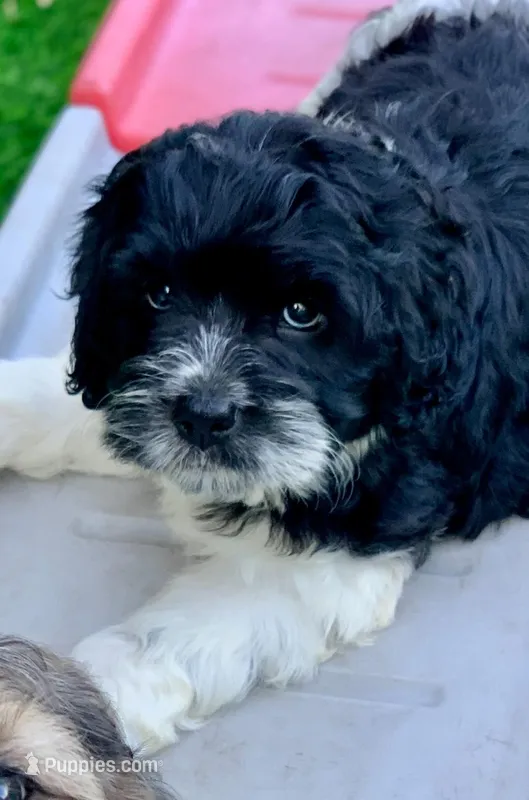 Standard Cockapoo  – Cockapoo puppy for sale in Tampa, FL