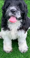 Standard Cockapoo , a female Cockapoo for sale in Tampa, FL – 6 of 9