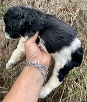 Standard Cockapoo , a female Cockapoo for sale in Tampa, FL – 7 of 9