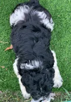 Standard Cockapoo , a female Cockapoo for sale in Tampa, FL – 5 of 9