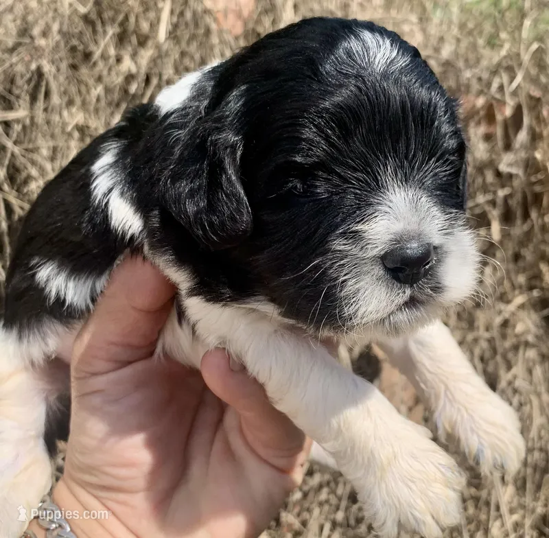 Standard Cockapoo , a female Cockapoo for sale in Tampa, FL – Photo 1 of 10