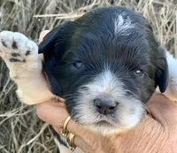 Standard Cockapoo , a female Cockapoo for sale in Tampa, FL – Photo 7 of 10