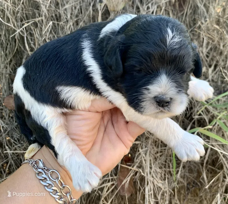 Standard Cockapoo  – Cockapoo puppy for sale in Tampa, FL
