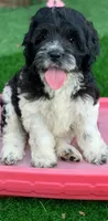 Standard Cockapoo , a female Cockapoo for sale in Tampa, FL – 3 of 9