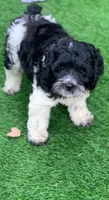 Standard Cockapoo , a female Cockapoo for sale in Tampa, FL – 4 of 9