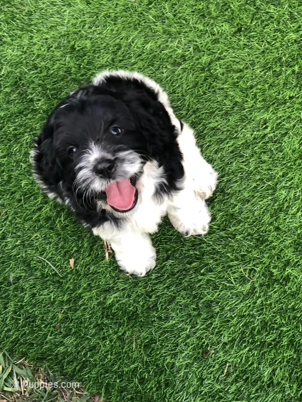 Standard Cockapoo  – Cockapoo puppy for sale in Tampa, FL