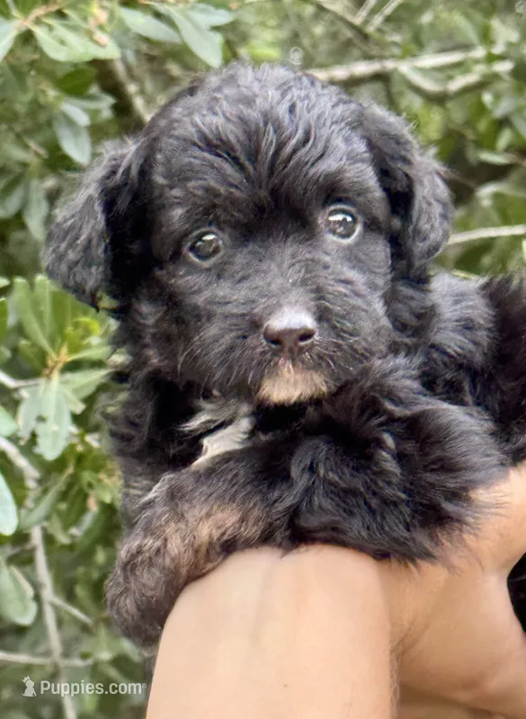 Millie – Miniature Aussiedoodle puppy for sale in Tampa, FL