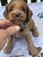 Black F1, a male Cockapoo for sale in Sun City Center, FL – 1 of 9