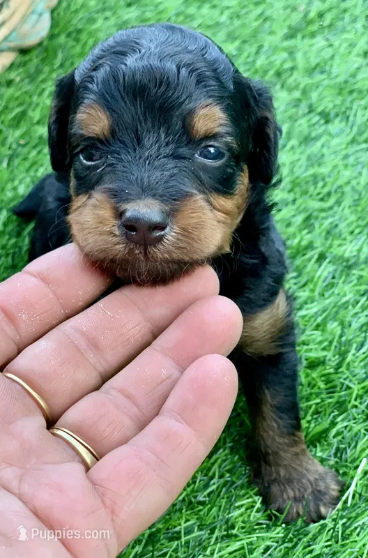 Maple – Miniature Aussiedoodle puppy for sale in Tampa, FL