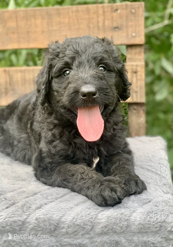 Medium size. Parents health tested. – Bernedoodle puppy for sale in Tampa, FL