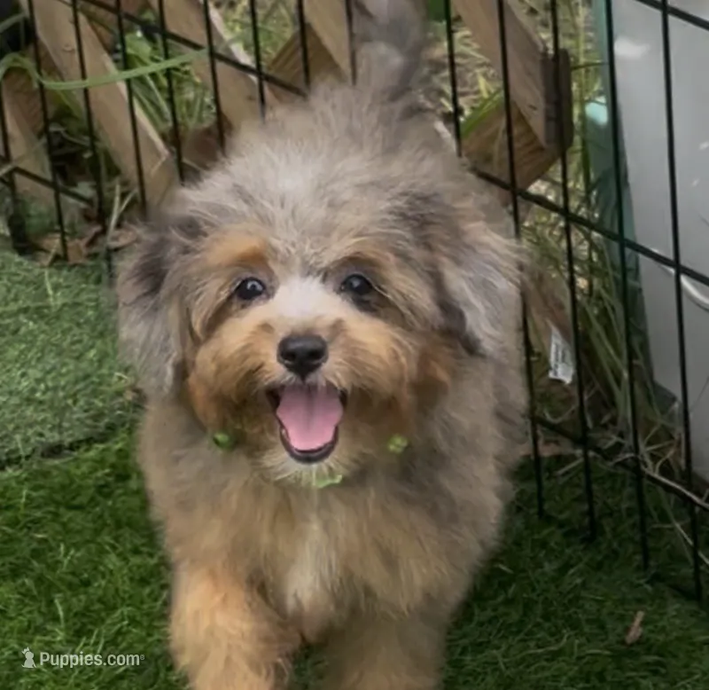 Jan – Miniature Aussiedoodle puppy for sale in Tampa, FL