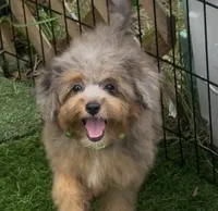 Nova, a female Miniature Aussiedoodle for sale in Tampa, FL – 3 of 9