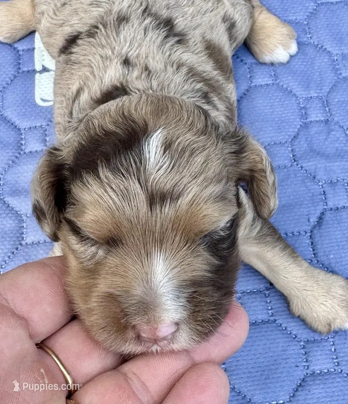 Maple Chocolate Merle – Cockapoo puppy for sale in Sun City Center, FL