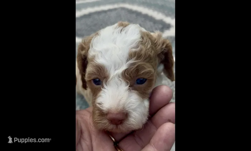 Patsy one blue eye – Cockapoo puppy for sale in Ruskin, FL