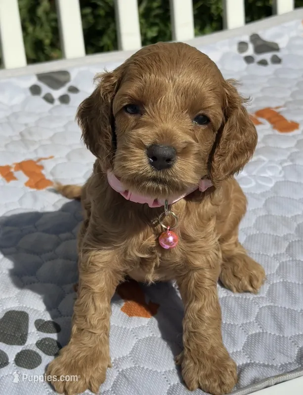 Red F1 – Cockapoo puppy for sale in Tampa, FL
