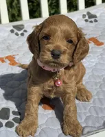Red F1, a female Cockapoo for sale in Sun City Center, FL – 2 of 8
