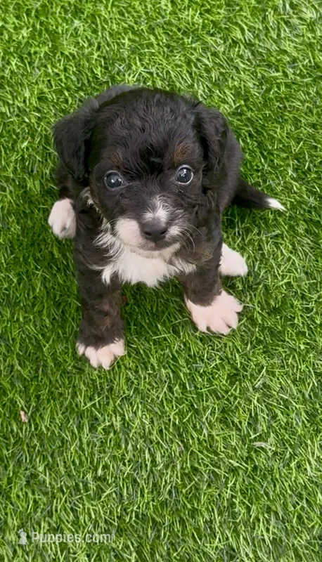 Bear – Miniature Aussiedoodle puppy for sale in Tampa, FL