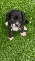 Bear, a male Miniature Aussiedoodle for sale in Tampa, FL – 7 of 10