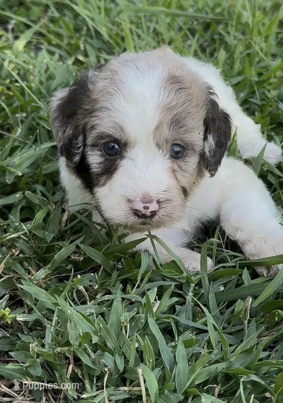 Hazel. “ regular size” chocolate Merle – Cockapoo puppy for sale in Sun City Center, FL