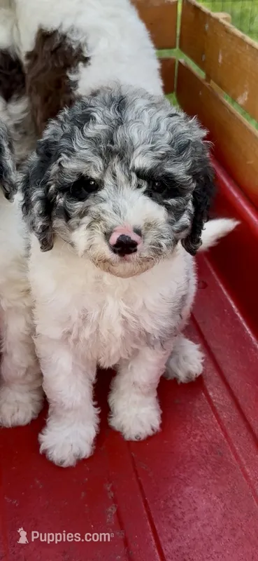 Sapphire  – Cockapoo puppy for sale in Ruskin, FL