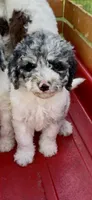 Sapphire , a female Cockapoo for sale in Ruskin, FL – 1 of 10
