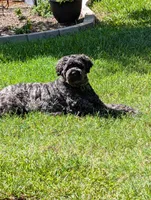 F1 Chowdoodle , a male Chow Chow and Poodle - Standard  for sale in Ruskin, FL – 3 of 3