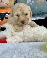 Honey mini Chowdoodle , a female Chow Chow for sale in Tampa, FL – 2 of 2