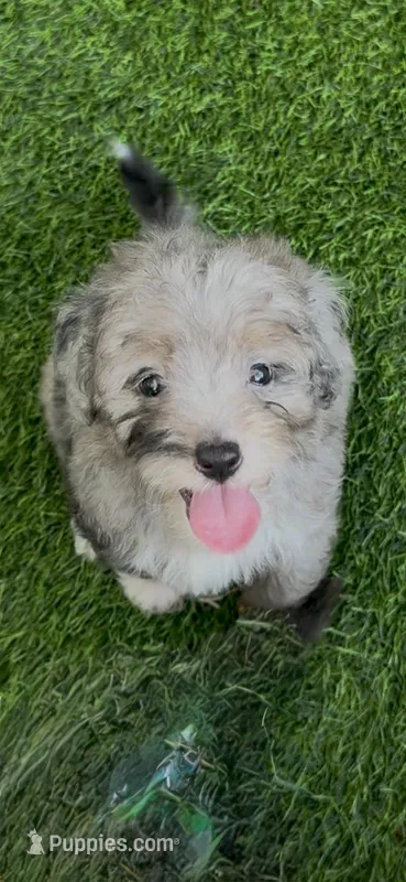 Misty – Miniature Aussiedoodle puppy for sale in Tampa, FL