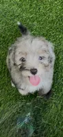 Misty, a female Miniature Aussiedoodle for sale in Tampa, FL – 5 of 9