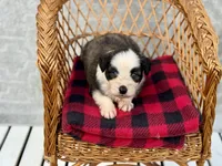 Willie blue eyes, a male Miniature Aussiedoodle for sale in Ruskin, FL – 5 of 10