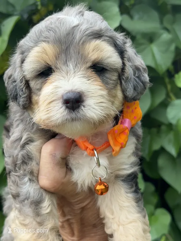 Emerald  F1b – Miniature Aussiedoodle puppy for sale in Tampa, FL