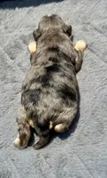 Emerald  F1b, a female Miniature Aussiedoodle for sale in Tampa, FL – 3 of 8