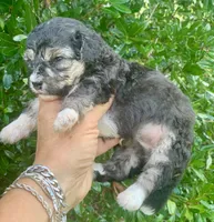 Morkiepoo , a male Poodle - Toy  and Morkie for sale in Tampa, FL – 5 of 5