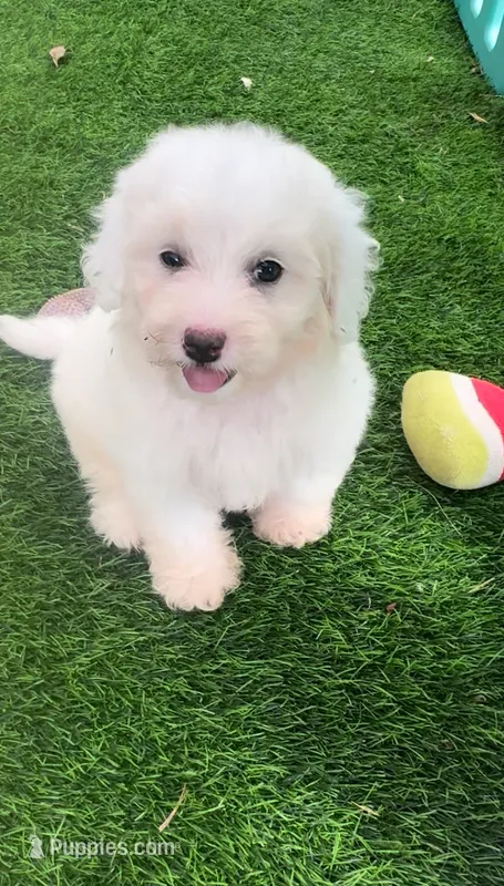 Leo tiny Chowdoodle – Chow Chow, Poodle - Toy  puppy for sale in Tampa, FL