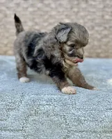 Misty, a female Miniature Aussiedoodle for sale in Tampa, FL – 7 of 9
