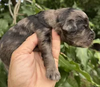 Camo  mini Chowdoodle from DoDo parents , a male Chow Chow and Poodle - Miniature  for sale in Tampa, FL – 8 of 8