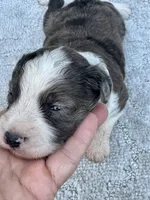 Dolly, a female Miniature Aussiedoodle for sale in Ruskin, FL – 4 of 6